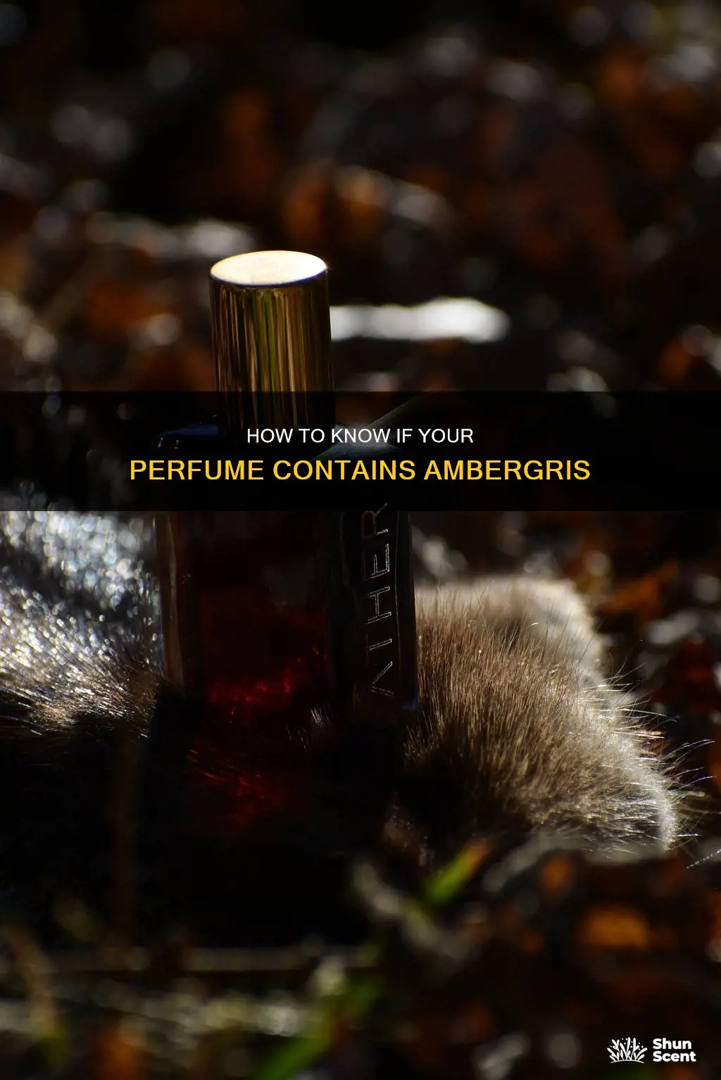 does my perfume contain ambergris