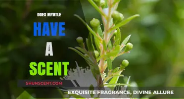 Exploring the Fragrant Mystery: Does Myrtle Have a Scent?