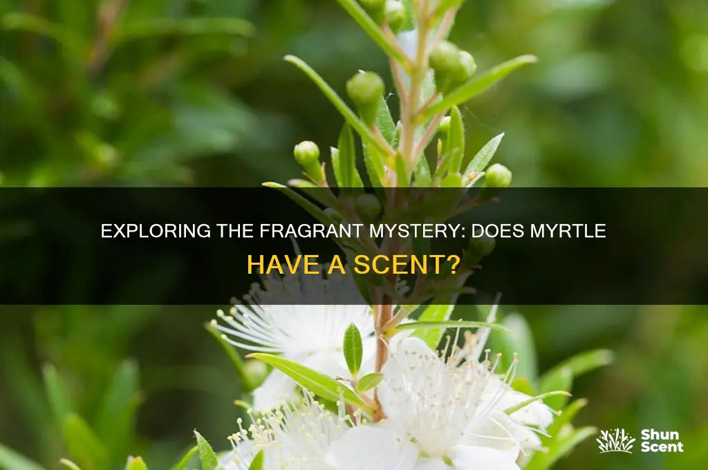 does myrtle have a scent