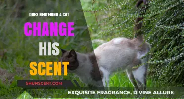 How Neutering Affects a Cat's Scent: Unraveling the Changes