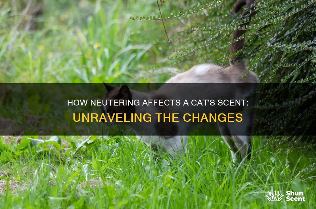 does neutering a cat change his scent
