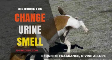 The Impact of Neutering on Canine Urine Odor: A Comprehensive Guide