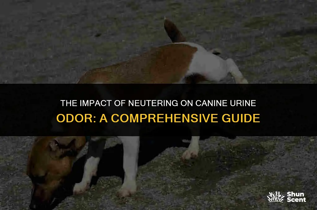 does neutering a dog change urine smell