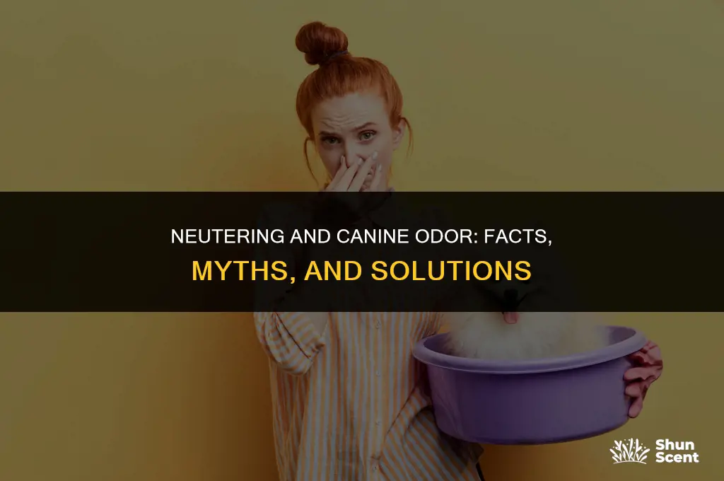 does neutering help with smell in dogs