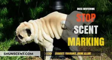 Neutering and Scent Marking: Does the Procedure Stop the Behavior?