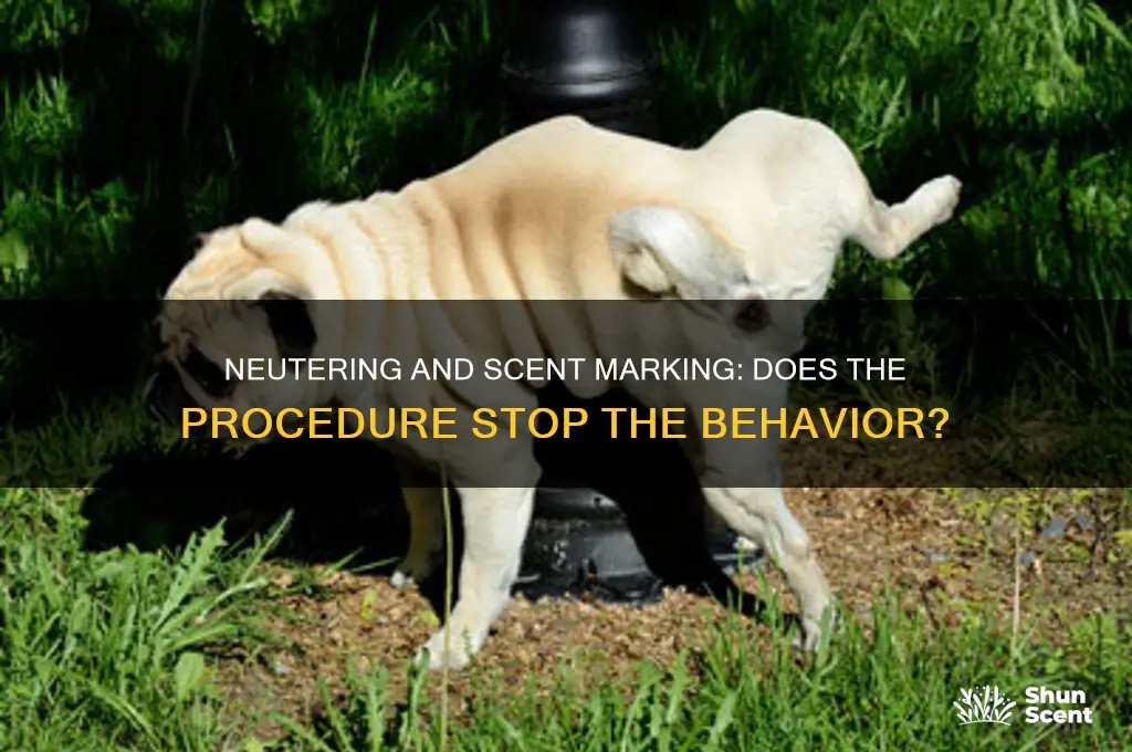 does neutering stop scent marking
