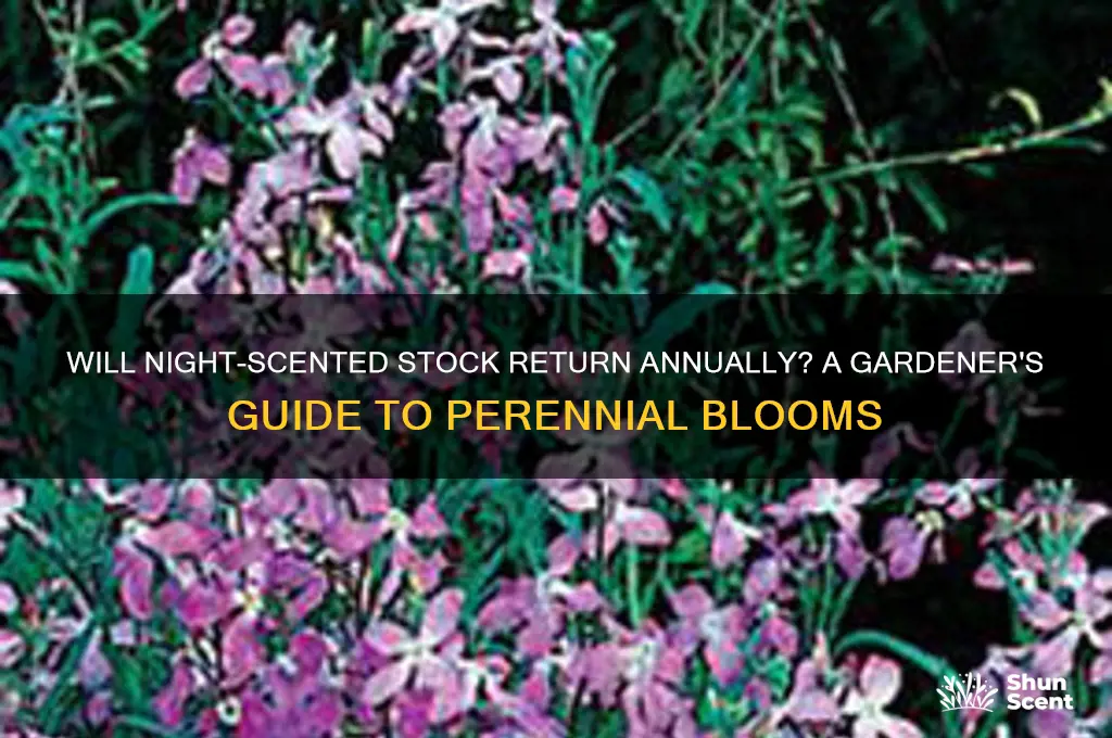 does night scented stock come back every year