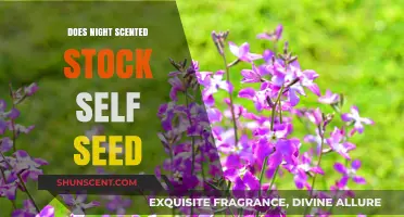 Can Night-Scented Stock Self-Seed in Your Garden? Find Out!