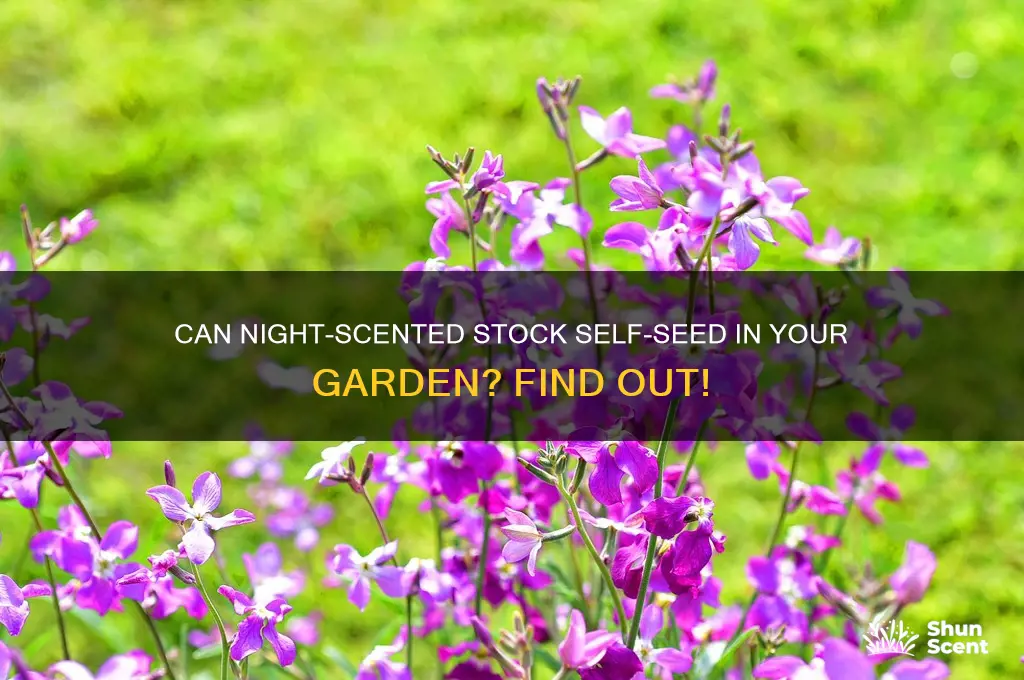 does night scented stock self seed