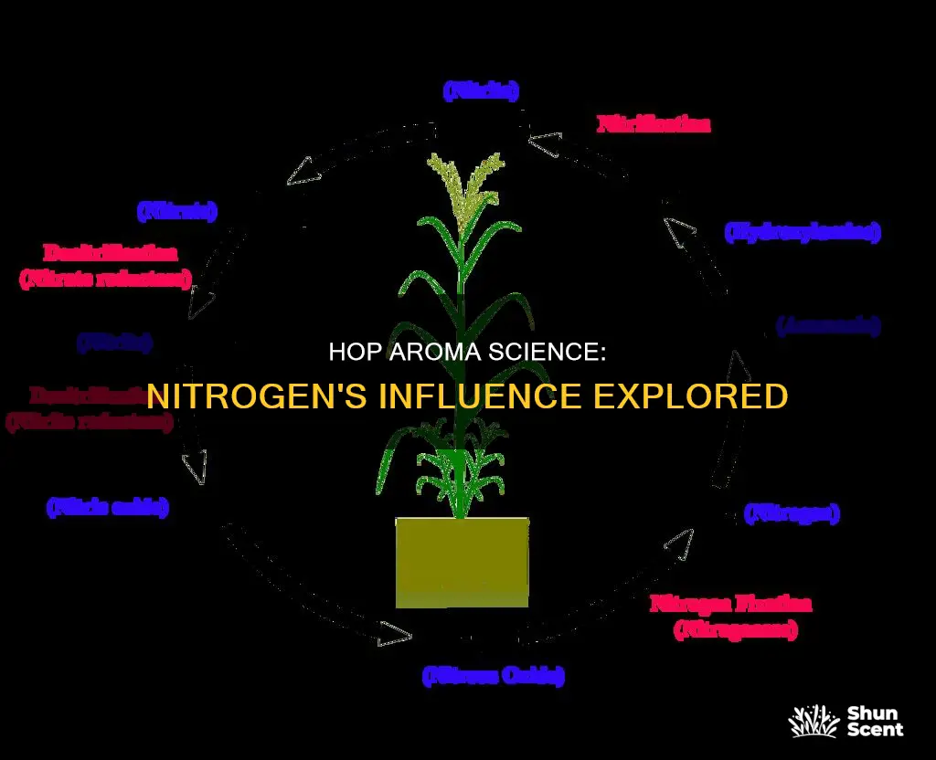 does nitrogen affect hop aroma