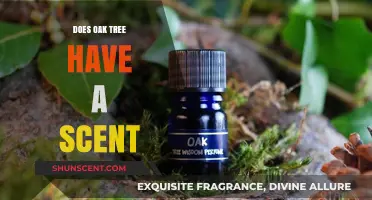 The Subtle Aroma of Oak Trees: Unveiling Their Unique Scent