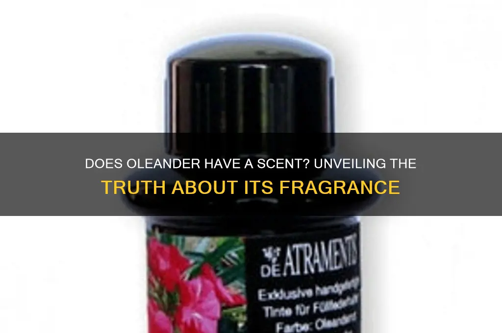 does oleander have a scent