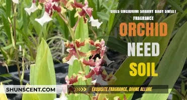 Sweet Fragrance: Does Oncidium Sharry Baby Need Soil?