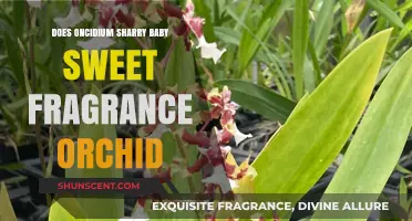 Oncidium Sharry Baby: Sweet Fragrance Unveiled