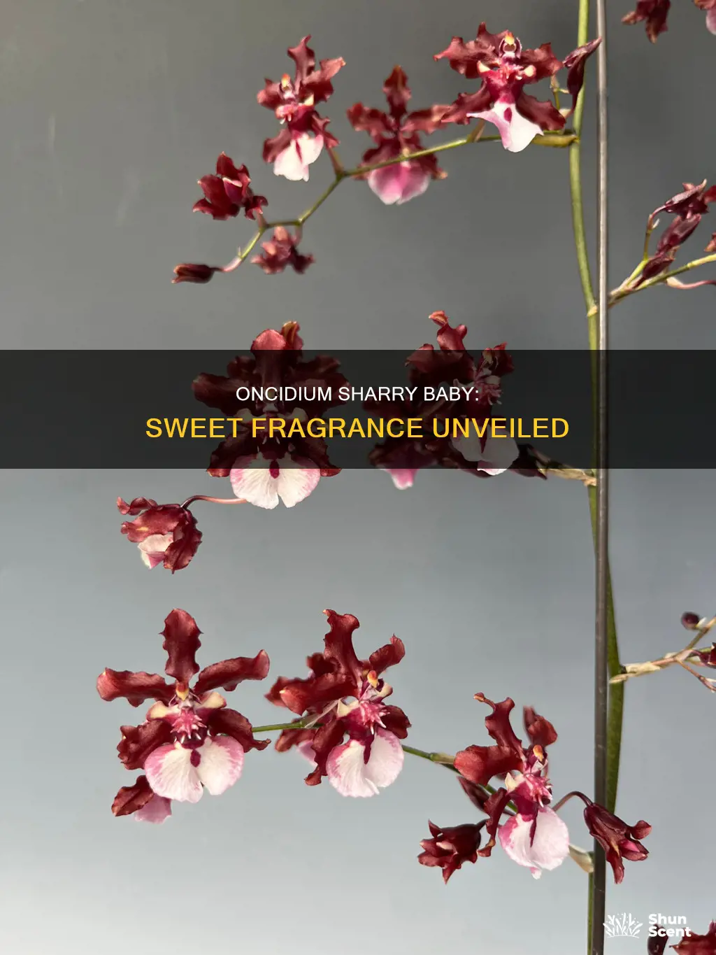 does oncidium sharry baby sweet fragrance orchid