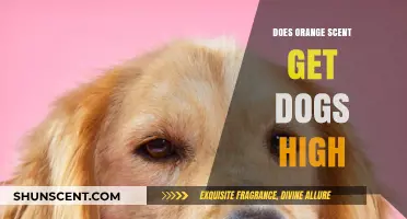 Can Orange Scents Affect Dogs? Uncovering the Truth About Canine Reactions