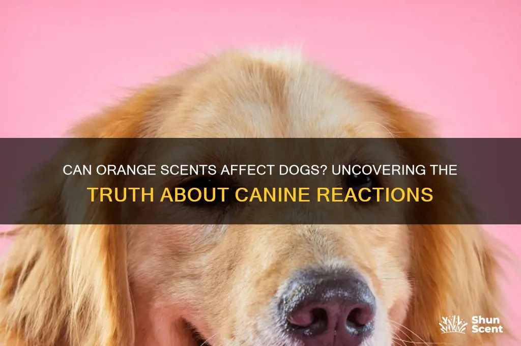 does orange scent get dogs high