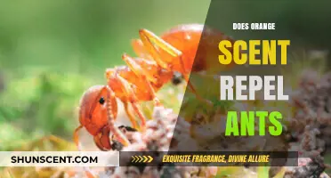 Can Orange Scent Keep Ants Away? Exploring Natural Repellents