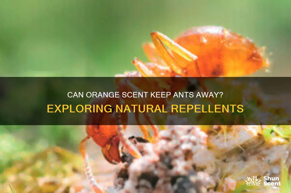 does orange scent repel ants