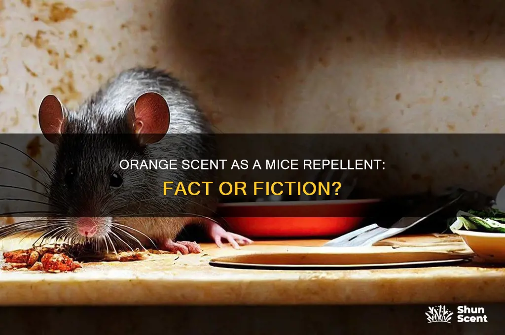 does orange scent repel mice