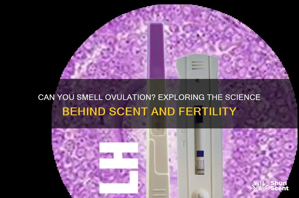 does ovulation have a scent