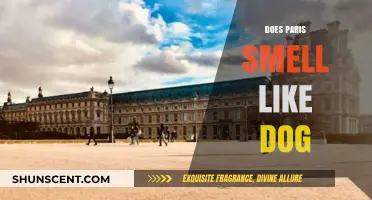 Exploring the Myth: Does Paris Really Smell Like Dog?