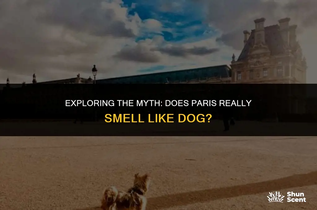 does paris smell like dog