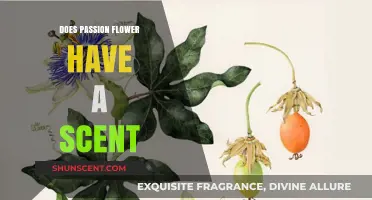 Does Passion Flower Have a Scent? Unveiling Its Aromatic Mystery