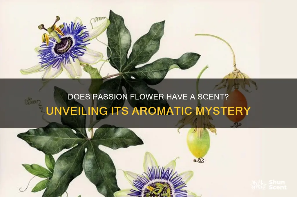 does passion flower have a scent