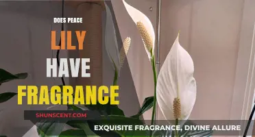 The Fragrant Mystery: Does Your Peace Lily Have a Scent?