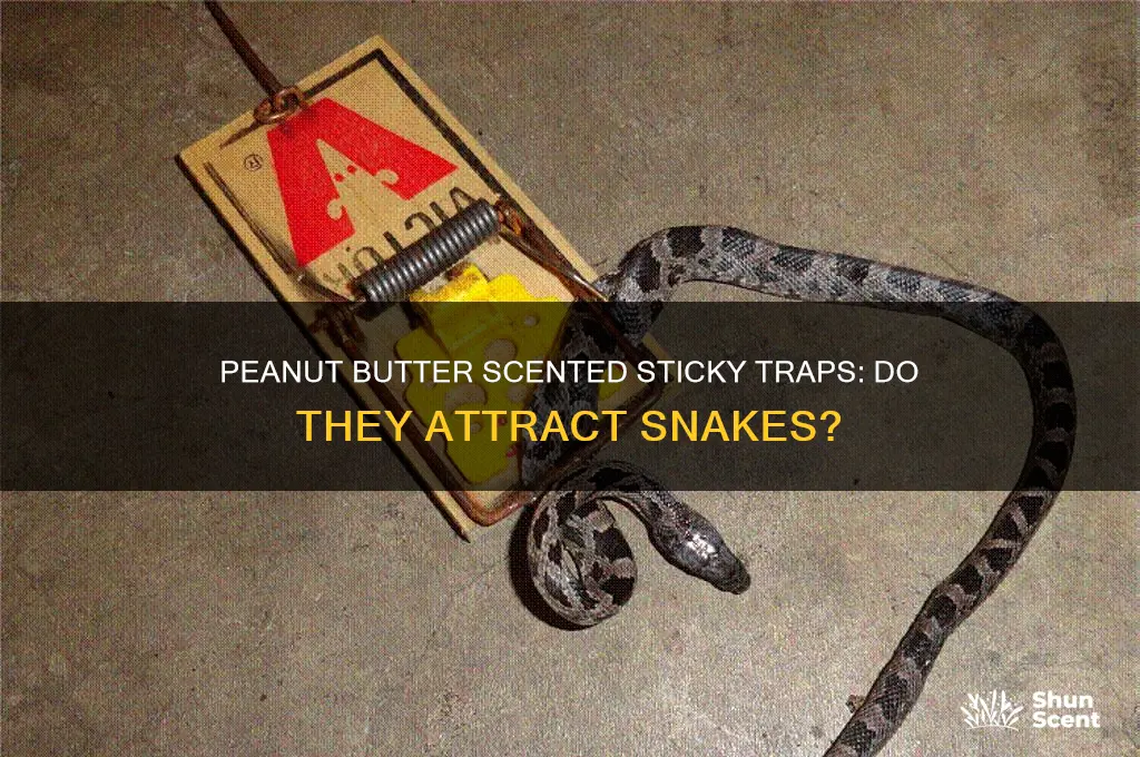 does peanut butter scented sticky traps attract snakes
