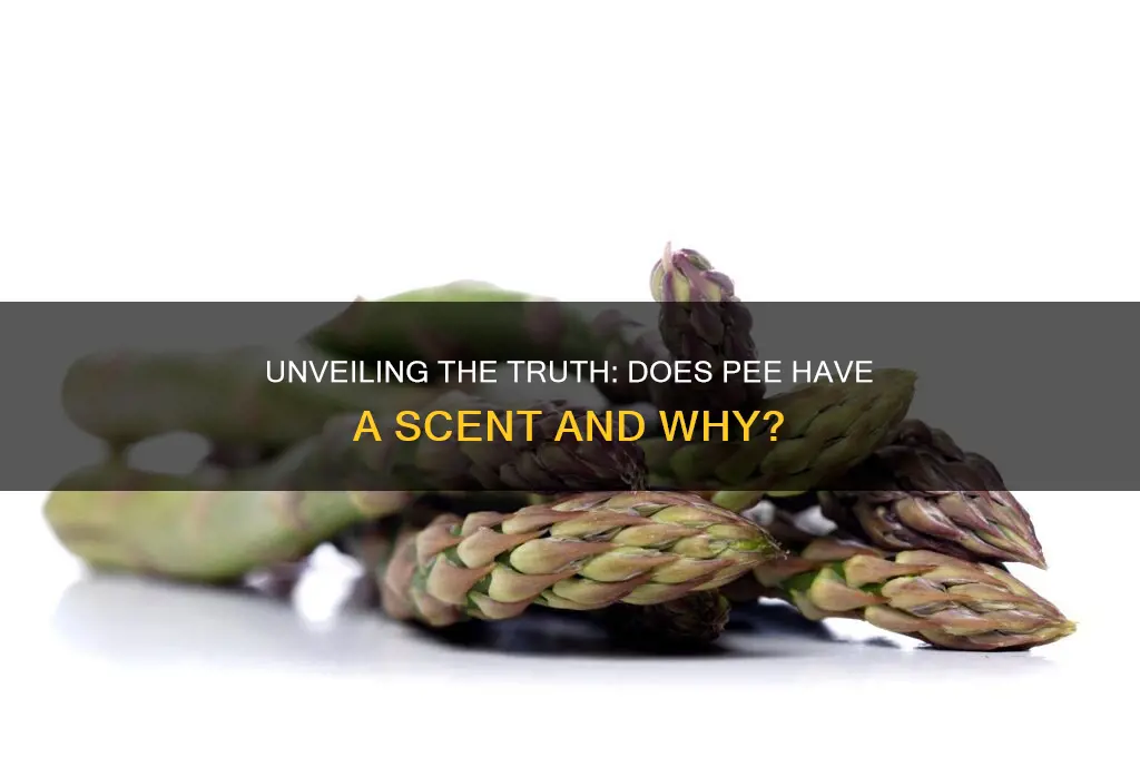 does pee have a scent