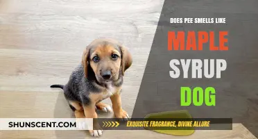 Exploring the Peculiar Connection: Can Dog Urine Smell Like Maple Syrup?