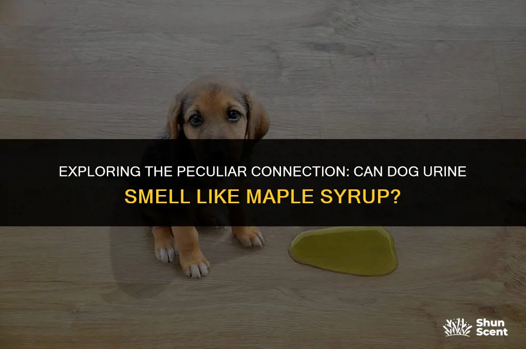 does pee smells like maple syrup dog