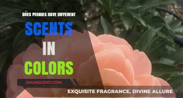 Exploring Peonies: Do Different Colors Carry Unique Scents?