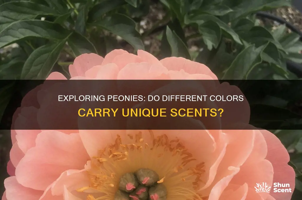 does peonies have different scents in colors