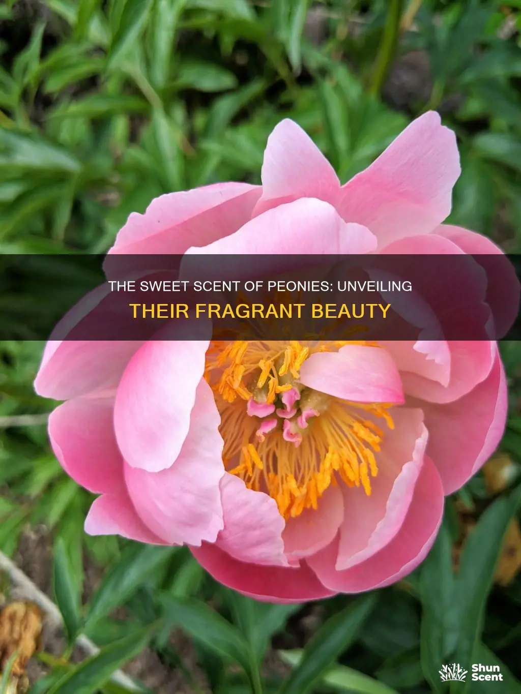 does peonies have fragrance