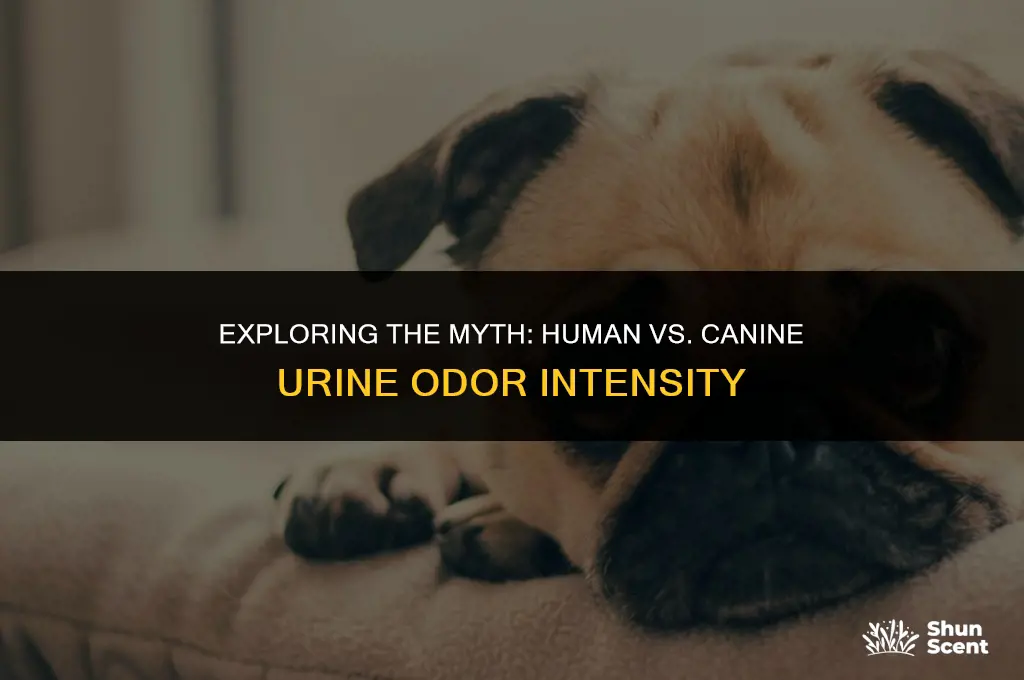 does people urine smell stronger than dog urine