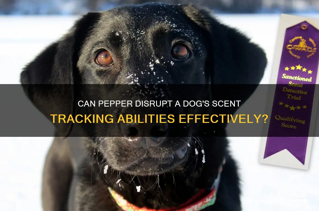 does pepper throw off dogs scent