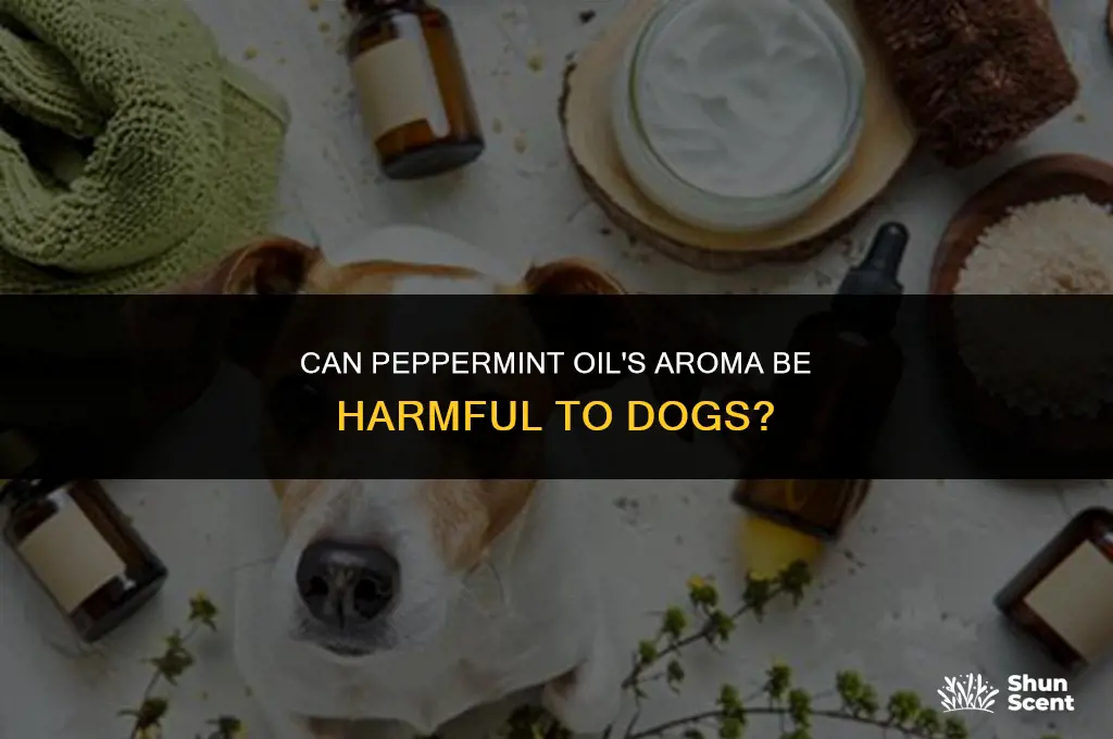 does peppermint oil smell hurt dogs