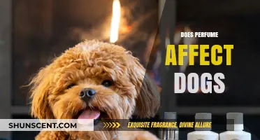 How Perfume Impacts Dogs' Health and Behavior