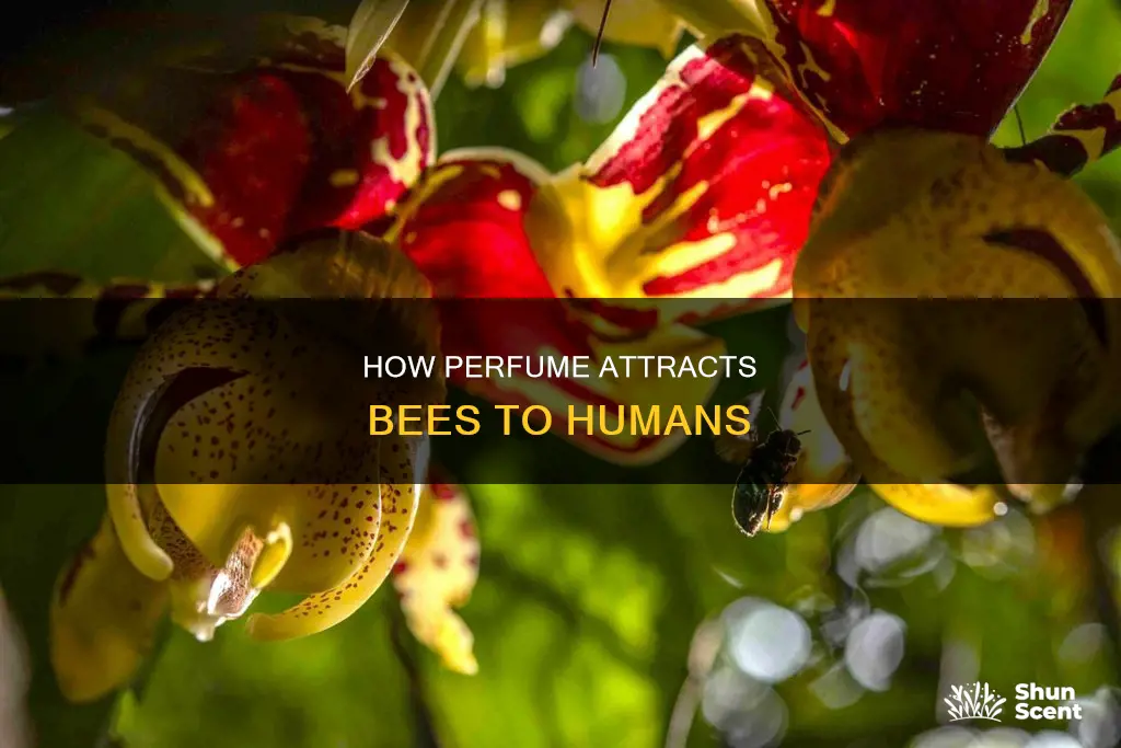 does perfume attract bees to humans