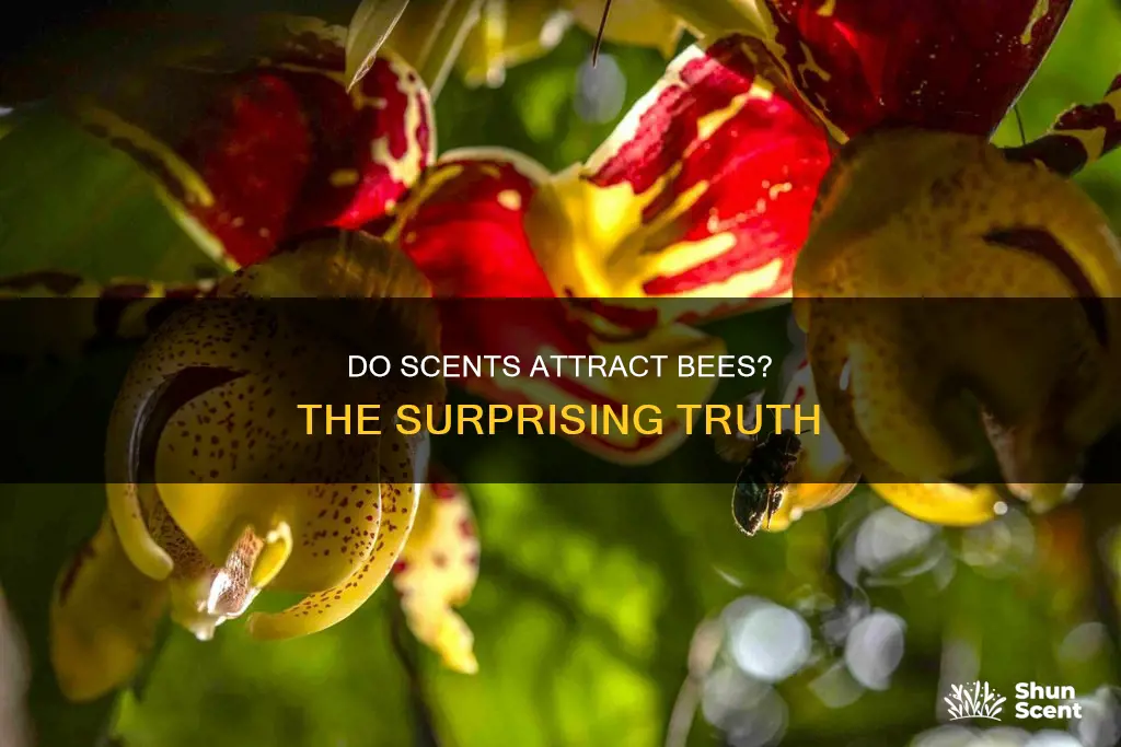 does perfume attract bees