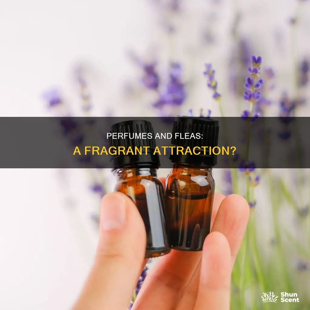 does perfume attract fleas