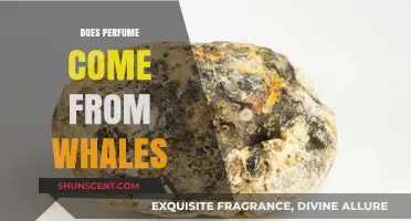 The Truth About Whale-Derived Perfumes