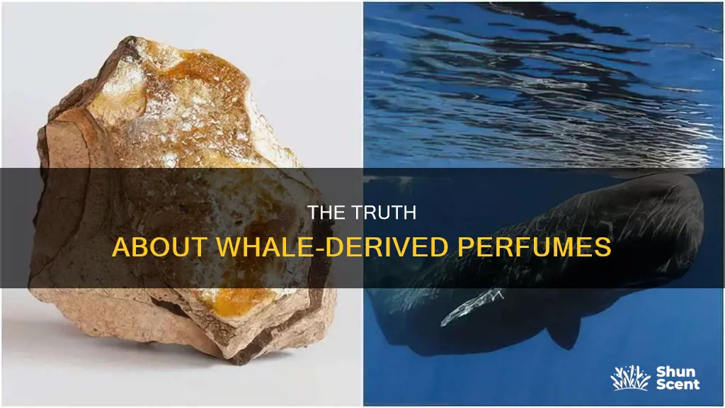 does perfume come from whales