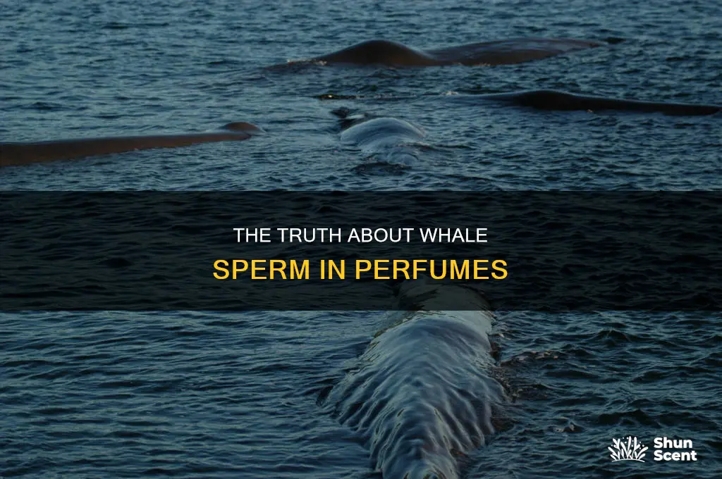 does perfume have whale sperm