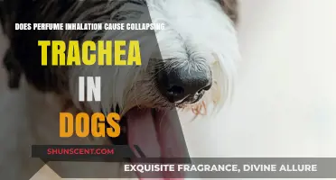 Perfume Inhalation: A Tracheal Collapse Risk for Dogs?