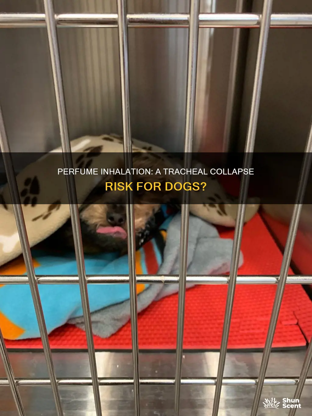 does perfume inhalation cause collapsing trachea in dogs