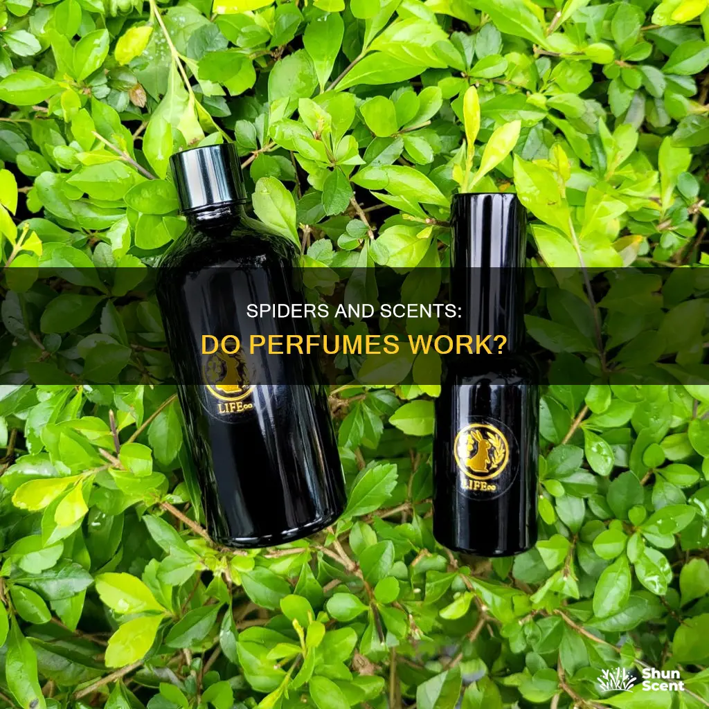 does perfume keep spiders away